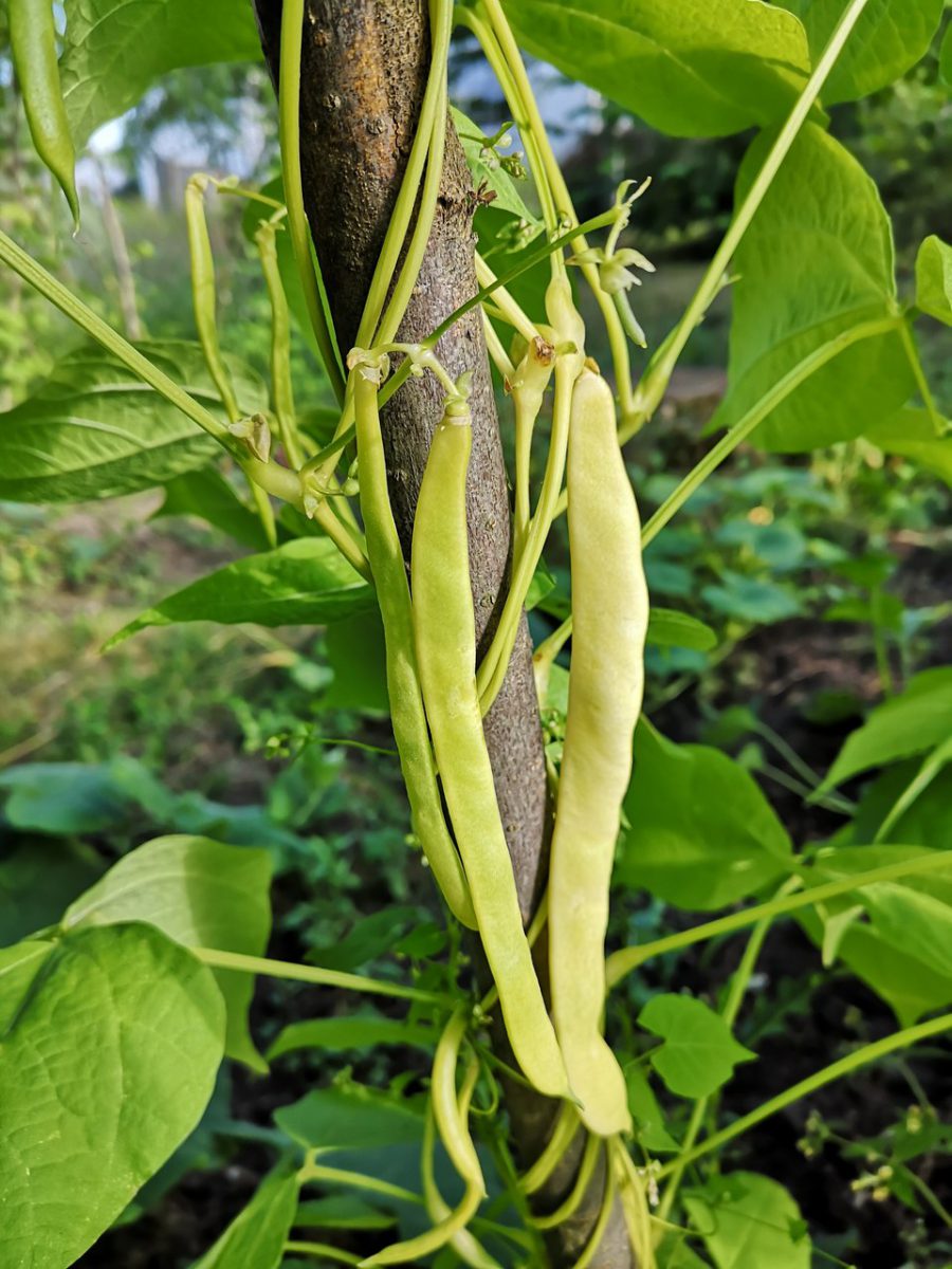 Odmiany fasoli szparagowej tycznej, które warto uprawiać w ogrodzie