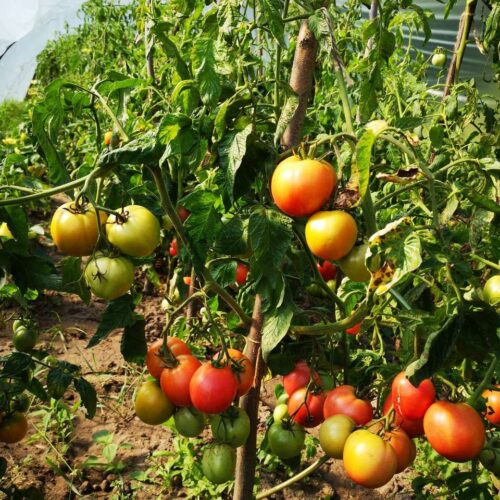 Nawóz z drożdży do podlewania pomidorów