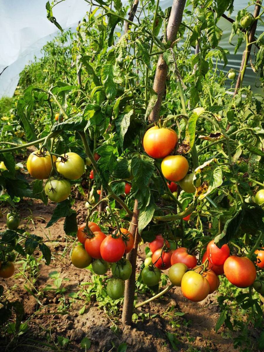 Nawóz z drożdży do podlewania pomidorów