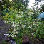 plantacja borówki amerykańskiej w donicach